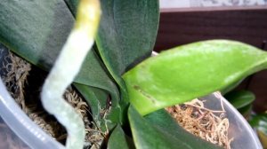 Волдыри на обратной стороне листьев у фаленопсисов  Что это?!