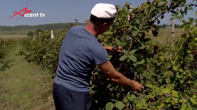 Реальный сектор. В Молдове создается национальная сеть сельского хозяйства и сельского развития смотреть онлайн