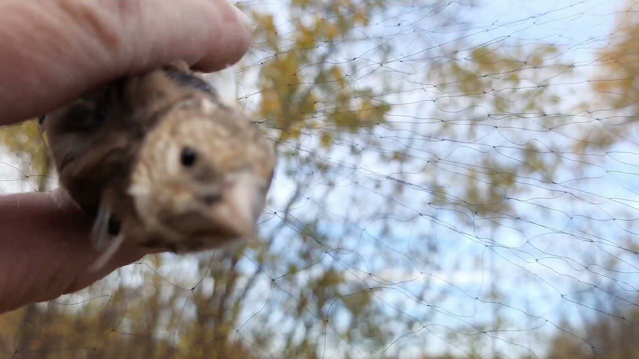 Ловля певчих птиц 24 сентября 2021 год. смотреть онлайн