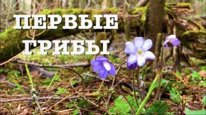 #94. Первые весенние грибы. [Жизнь на своей земле]