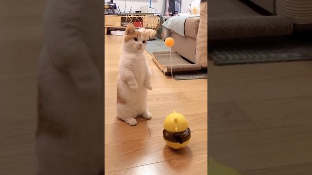 Rolly Polly ball for kids| Rolly polly ball with cat | Rolly Polly Toy смотреть онлайн