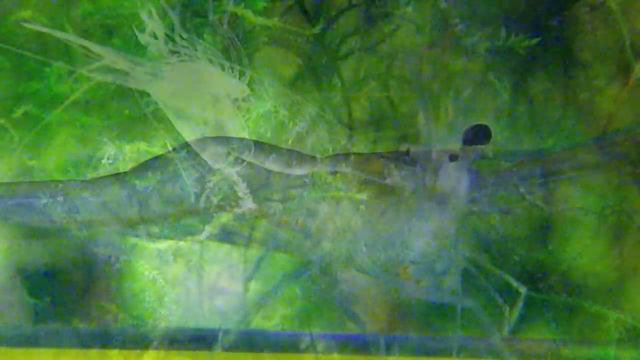 The Molting Of  Caridina Caerulea