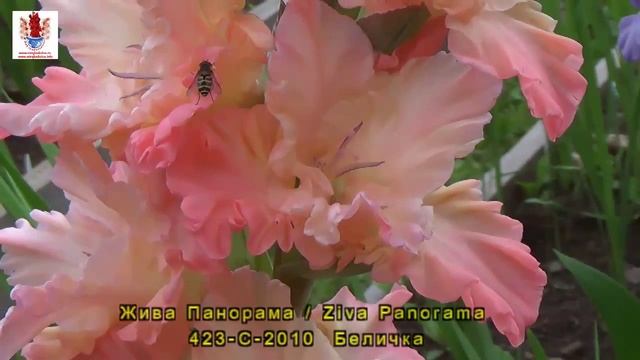 Гладиолусы - 6 Коллекционные сорта mirgladiolus.ru смотреть онлайн