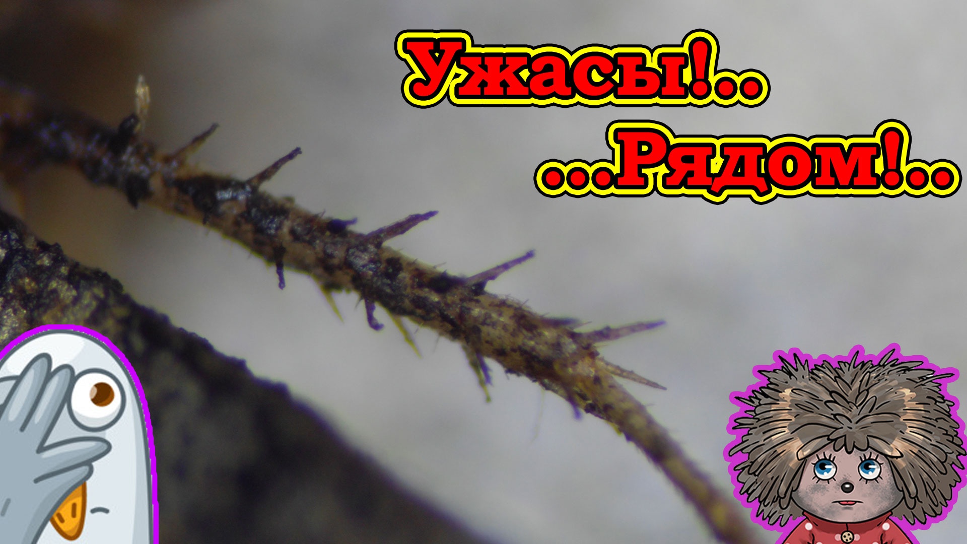 Ужасы которые скрывают клиенты! Телевизор Supra не включается.