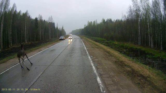Лось перебегает дорогу /Moose is crossing the road. смотреть онлайн