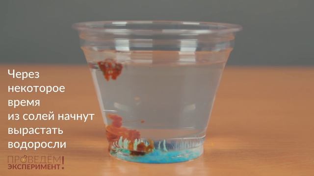 Химические водоросли или коллоидный сад. Проведём эксперимент! №19 смотреть онлайн