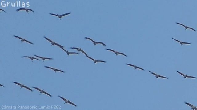 GRULLAS con Panasonic Lumix FZ82 смотреть онлайн