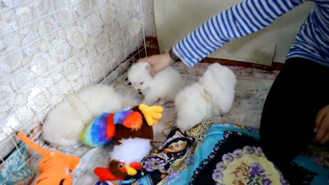 Белые шпицы девочки смотреть онлайн