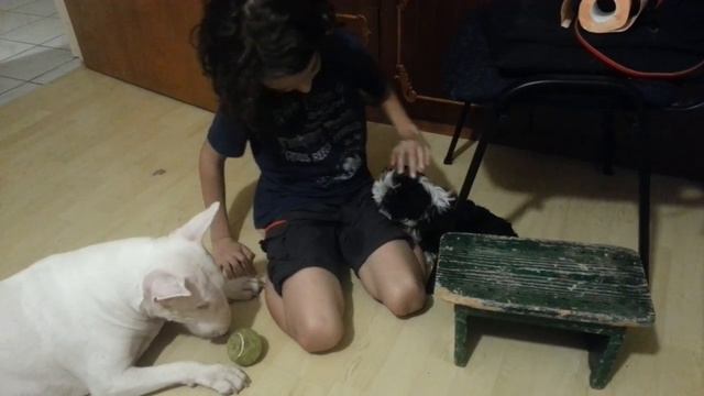 Havanese Bichon and 2 Bull terriers смотреть онлайн