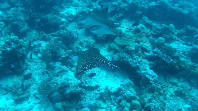 Snorkeling in the Maldives with Massimo from the Barefoot Eco Hotel смотреть онлайн