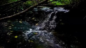 Матрица №4 Антипаразитарная!