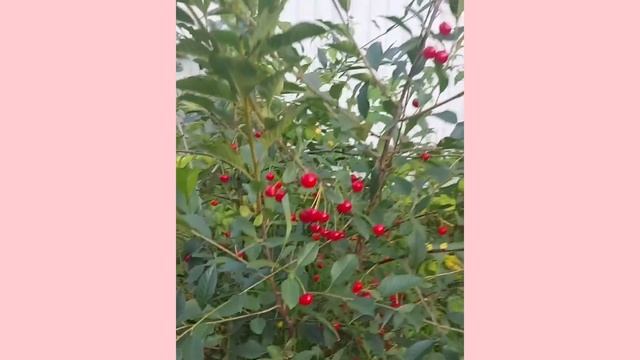 Летняя вишня на севере смотреть онлайн