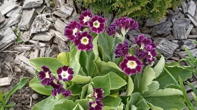 Обзор цветников 8 мая 2022 года. Примулы, хосты, лилейники и другое