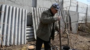 ГУМИ ягоды - посадка, выращивание гуми. Как посадить ягоды гуми