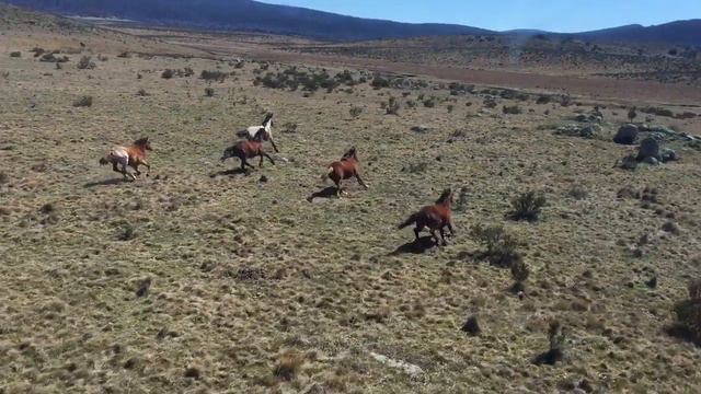 Лошадей Brumbies Австралия · Бесплатное видео на Pixabay смотреть онлайн