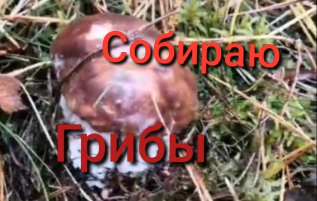 Нива Тревел / Поездка за грибами смотреть онлайн