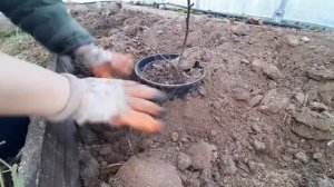 Как сохранить саженцы до посадки.