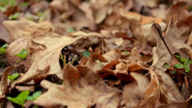 Canon EOS 100D Movie Samples - Endless Autum смотреть онлайн