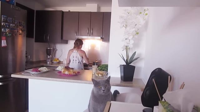 VLOG: КАТЯ-МАКАРОН! 25.06.15 смотреть онлайн