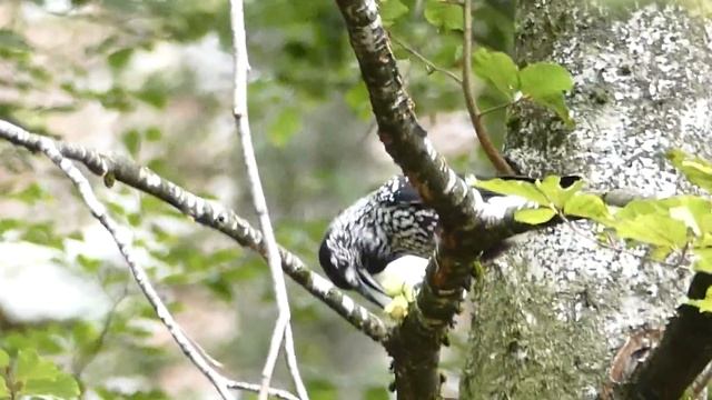 Nutcracker (Nucifraga caryocatactes) in Slovenian Alps смотреть онлайн