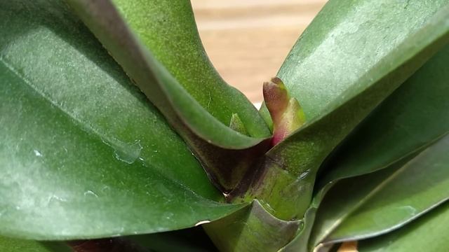 СРАЗУ орхидеи ЗАВЯЖУТ БУТОНЫ! корни орхидей НЕ УЗНАТЬ! листья ПЛОТНЫЕ! ПАЛОЧКА для орхидей! смотреть онлайн