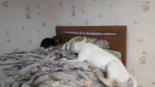 Царь.Начало / Бультерьер Царь День Рождения 1 год смотреть онлайн