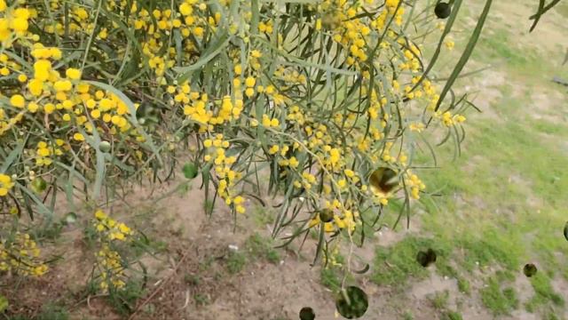 В Израиле цветёт мимоза смотреть онлайн