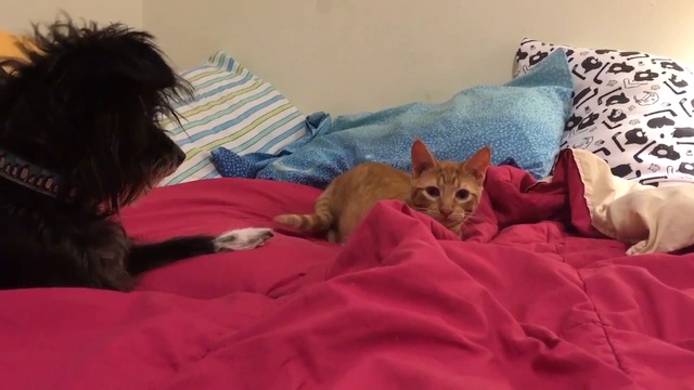 Пес остановил атаку котика смотреть онлайн