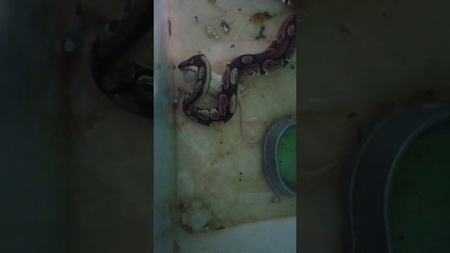 Как и кого едят змеи? смотреть онлайн