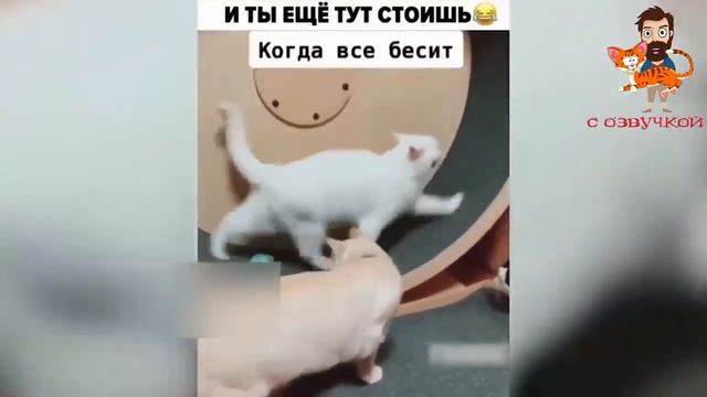 самые лучшие приколы с озвучкой животных. смотреть онлайн