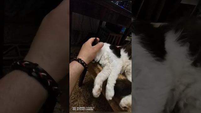 Кот кузя спит на спине) 😁🤣 смотреть онлайн