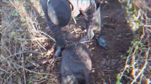 Бобра на петлю живьём