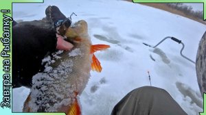Таким окуням мы будем рады! Рыбалочка зимой ... Воронежская область