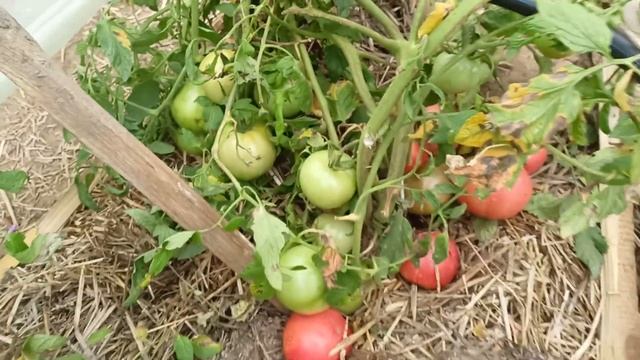 Томаты " Торбей", "Первоклашка". Открытый грунт, 2022 год. смотреть онлайн