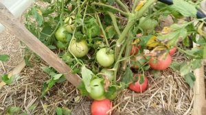 Томаты " Торбей", "Первоклашка". Открытый грунт, 2022 год.