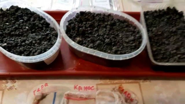Посев перца на рассаду смотреть онлайн