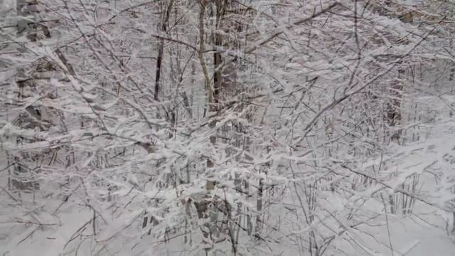 Зимний лес смотреть онлайн