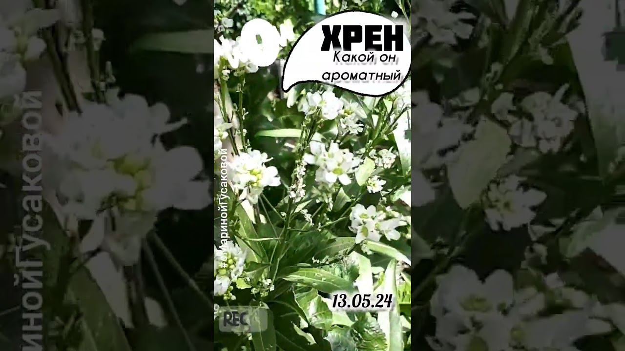 А вы видели, как цветет ХРЕН | с Мариной Гусаковой 13 мая смотреть онлайн