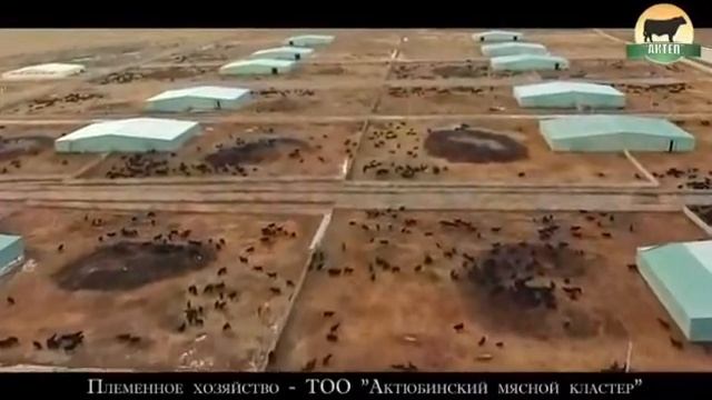 Казахстан. Быки ANGUS. Мраморное мясо. Оптовые поставки мяса смотреть онлайн