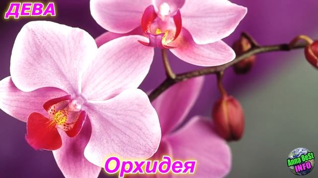 КАКОЙ ВЫ ЦВЕТОК ПО ЗНАКУ ЗОДИАКА смотреть онлайн