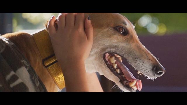Humans | Howard the Retired Greyhound Episode 2 смотреть онлайн