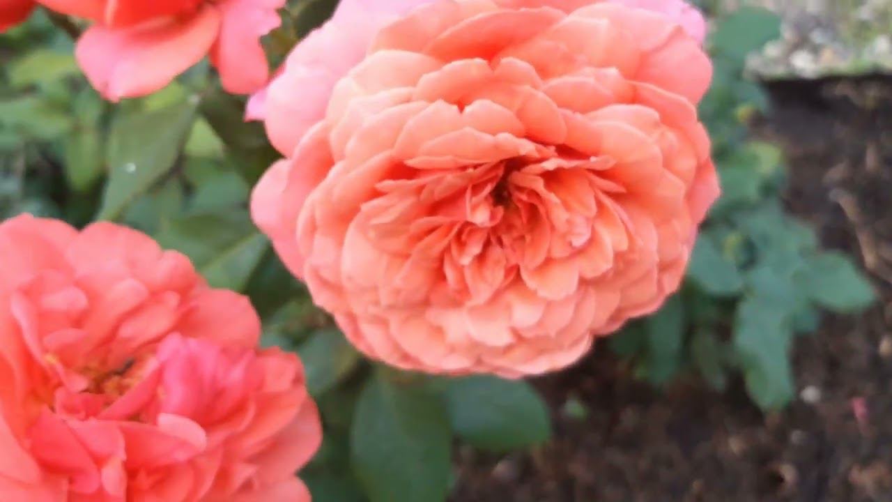 Аптаун герл смотреть онлайн