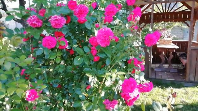 Плетистая роза Маритим (Maritim) или снова пересорт?