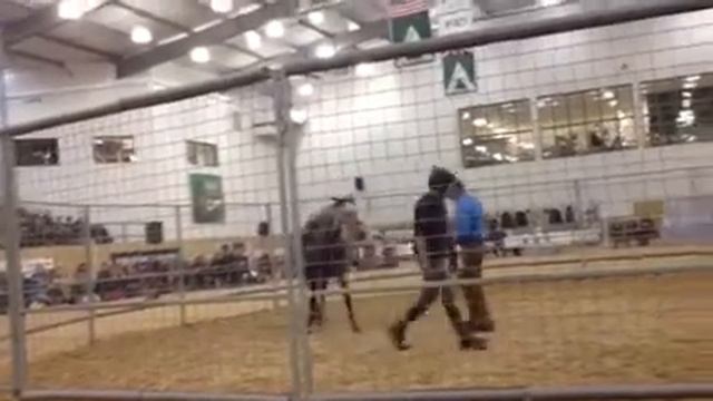 7 Chico & Monty Roberts 7 смотреть онлайн