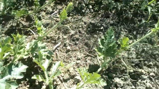 Арбузы Кримсон Свит зацвели. 24.06 смотреть онлайн