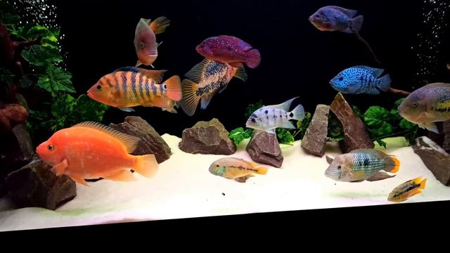 Цихлиды центральной Америки смотреть онлайн