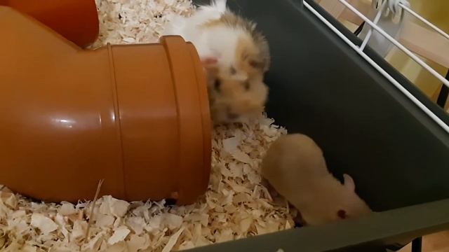 Морские свинки знакомятся с крысой! смотреть онлайн