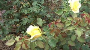 Rosa var. Elina