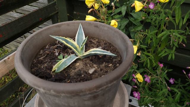 Agave americana video смотреть онлайн
