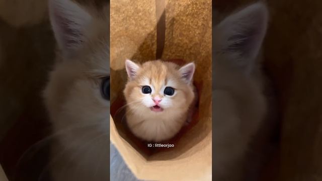 ? пирожочек #shorts